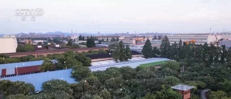 炼化工厂成鸟儿新“家” “绿色工厂”尽显工业之美